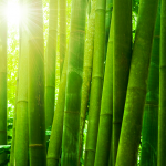 Bamboo
