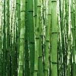 bamboo225x250