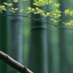 tree leaf