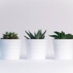 three plants